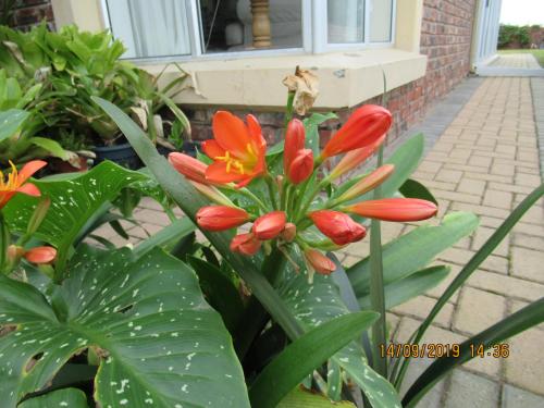 a bunch of orange flowers in front of a building at Lewensdroom Self Catering in Tergniet
