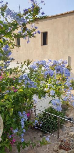 a bunch of blue flowers in front of a building at Les Restanques du Sud in Le Lavandou