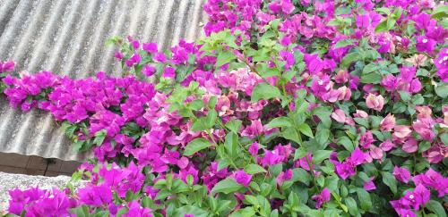 a bunch of purple flowers in front of a building at Les Restanques du Sud in Le Lavandou