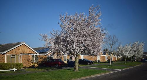 a tree with white leaves in front of a house at Wings in Oakham