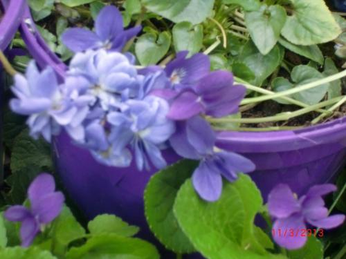 La Villa des Violettes photo 74