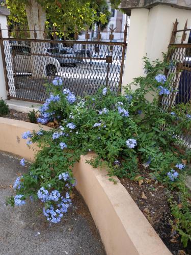 une brousse de fleurs bleues devant une clôture dans l'établissement Gemini camere e suites, à Grosseto