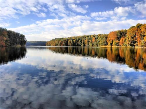 a view of a lake with trees reflecting on the water at Lake Park Łagów in Łagów
