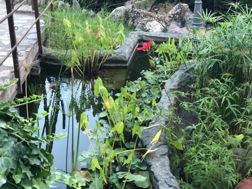 a koi pond in a garden with plants at Cabañas De Madera Y Bungalows - Gilmañas 3 in La Iruela
