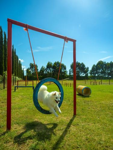 a white dog is playing on a swing at Casa in Maremma Tuscany Village in Scarlino