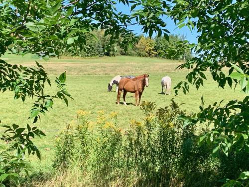 a group of horses grazing in a field at Maison du Mont-Mégantic spa à l'année in Lac-Mégantic