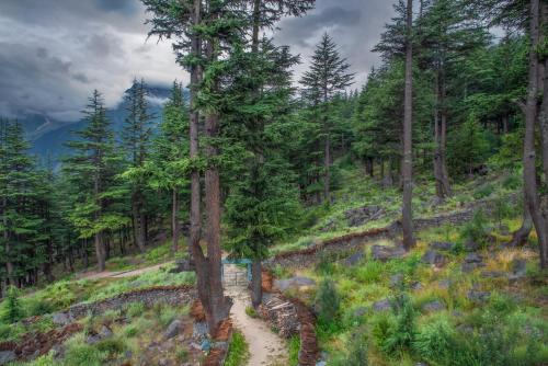 a path in a forest with trees at The Wild Trails by Livingstone in Kalpa
