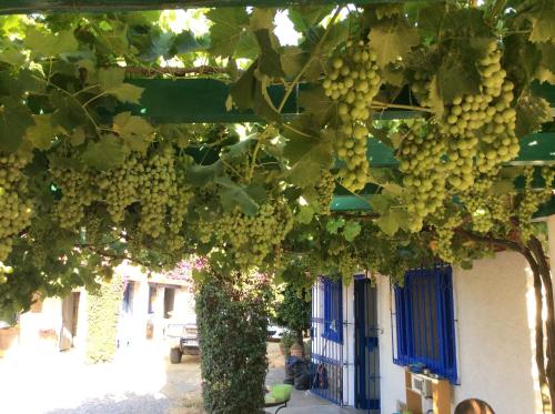 a bunch of green grapes hanging from a tree at La Casa de las Higueras Dar Karmus Tetouan in Tetouan