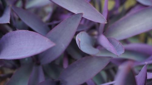 un ravvicinamento di una pianta con fiori viola di Favelle House a Campo di Giove