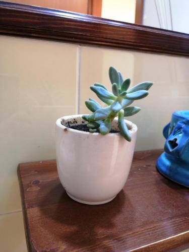 a plant in a white pot sitting on a table at Holiday Home Zolfare in Comitini