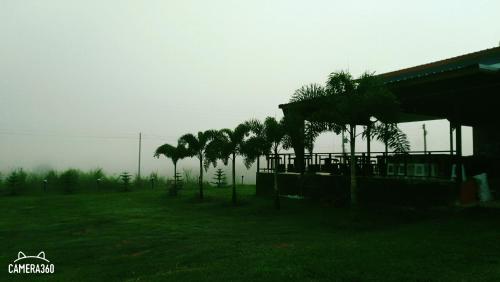 a group of palm trees in a field next to a building at เฟรนด์แคมป์ in Khao Kho