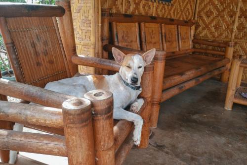 a dog is sitting on a wooden bench at The Three Shooting Stars in Panglao