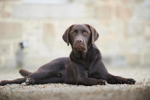 a black dog laying on the ground at Château du Bois-Guy in Parigné