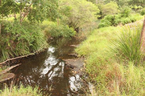 a stream in the middle of a field with grass at Walsh Farm Farmstay in Milton