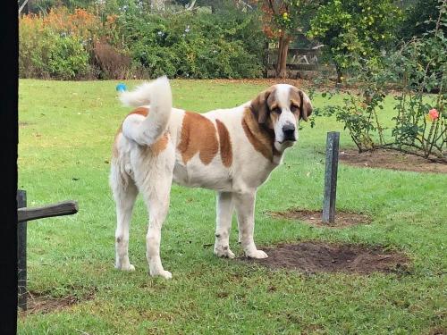 a brown and white dog standing in the grass at Walsh Farm Farmstay in Milton