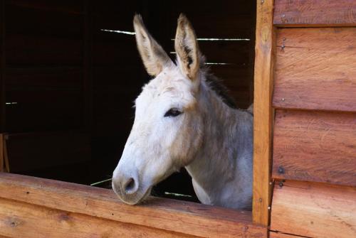 a white horse looking out of a stable at Hotel Fazenda São Francisco in Cunha
