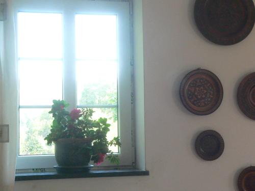 a window with a potted plant on a window sill at STARA PLEBANIA in Lądek-Zdrój