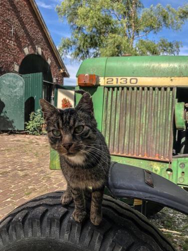 a cat standing on top of a tractor tire at Erve Het Roolvink Boerderij Appartementen 40-50 M2 in Enschede