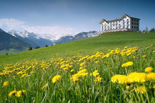 a field of yellow flowers in front of a building at Hotel Villa Honegg in Ennetbürgen