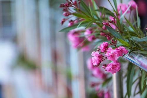 a bunch of pink flowers on a plant at Hotel Termal in Baile Felix