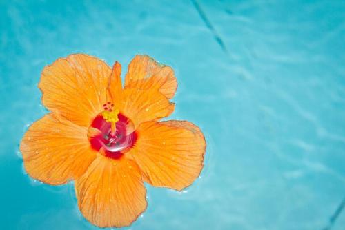 an orange flower sitting on top of a table at Gwada Dream in Sainte-Anne