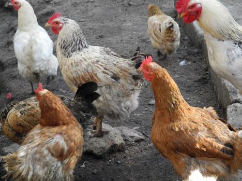 a group of chickens standing around in the dirt at Agriturismo Piccolo paradiso in Pianello Del Lario
