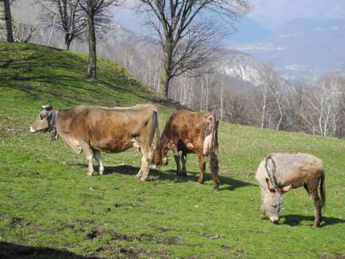 a couple of cows grazing on a grassy hill at Agriturismo Piccolo paradiso in Pianello Del Lario