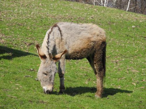 a donkey grazing in the grass on a hill at Agriturismo Piccolo paradiso in Pianello Del Lario