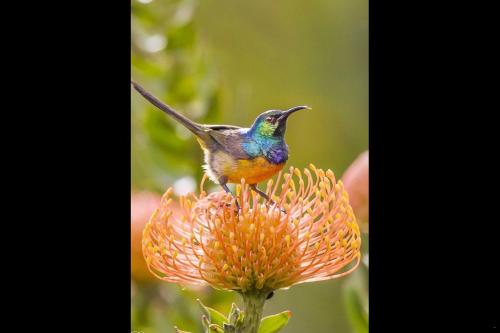 a small bird perched on top of a flower at Otium Oasis Glamping & Camping in Hartebeest Rivier