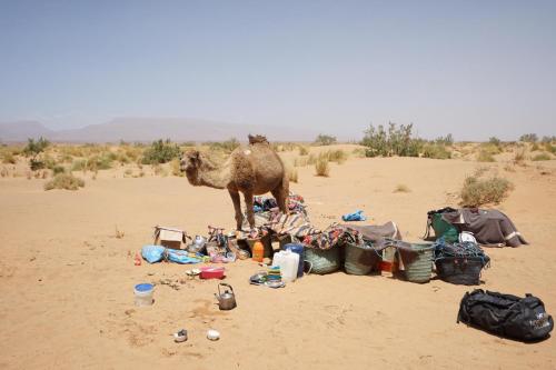 a camel standing in the middle of a desert at Bivouac Les Nomades & Foum zguid to chegaga tours in Foum Zguid