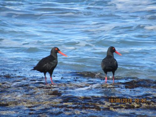 two birds standing on the shore of the water at Lewensdroom Self Catering in Tergniet