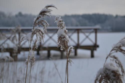 a plant with snow on it next to a body of water at Domek w Sajenku in Augustów