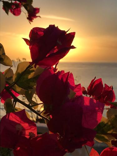 a group of red roses with the sunset in the background at CafeGourmetPtaCorona in San Carlos