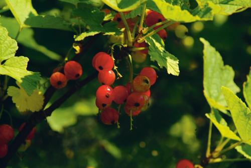 a bunch of red berries hanging from a tree at Hotel Jagdhof in Ramsau am Dachstein