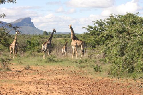 a group of giraffes walking in a field at Vilagama Game Lodge in Naboomspruit