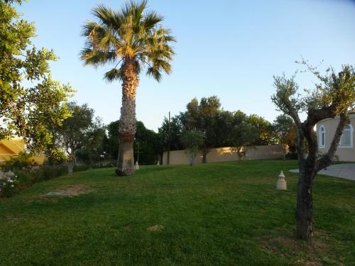 a palm tree in the middle of a yard at VILLA L'ESTAQUE in Armação de Pêra