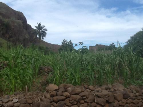 a field of tall grass with a palm tree in the background at Questel BronQ in Chã da Igreja
