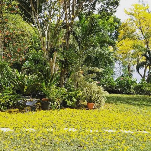 a garden with a lot of plants and flowers at Contemporary Ocean and Garden- view Studio in Mearnsville