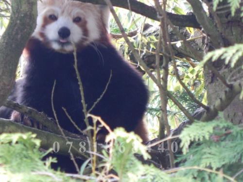 a red and black panda bear sitting in a tree at Flamingo Land - Woodlands W174 in Kirby Misperton