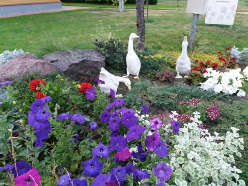 three geese standing in a garden with flowers at Vila Liepa in Birštonas