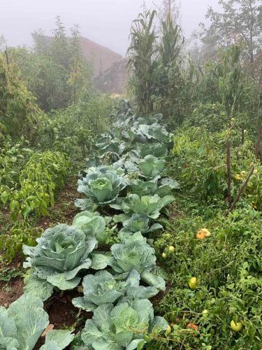 a row of cabbage plants in a garden at Ana-Maria Bnb in Tatʼev
