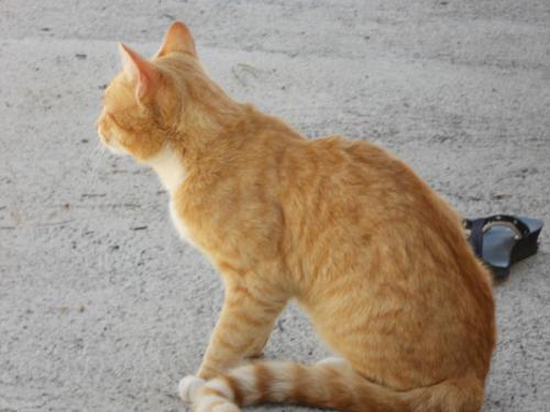 an orange cat sitting on the floor with a collar at Casa Rural Anton Piche with Pool-Adults Only in Granadilla de Abona
