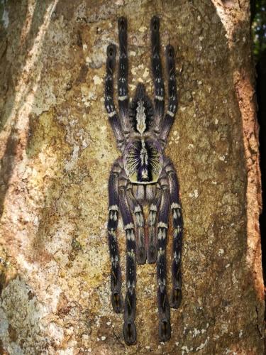 a scorpion is sitting on a rock at Sinharaja Vini Villa in Deniyaya
