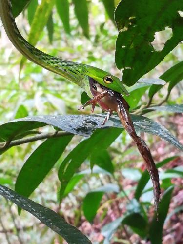 a green bird perched on a branch of a tree at Sinharaja Vini Villa in Deniyaya