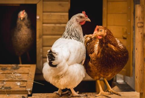 a group of chickens standing on a table at Gabis kleine Spezerey in Gries am Brenner