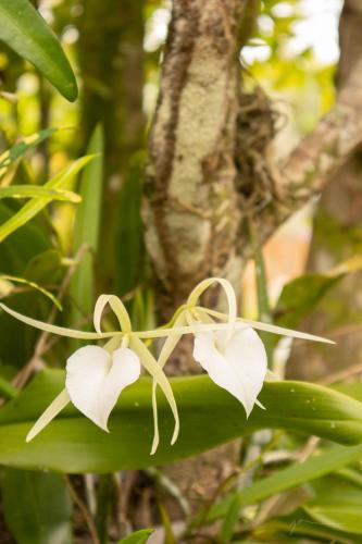 Fotografie z fotogalerie ubytování Bungalows Aché Cahuita v destinaci Cahuita