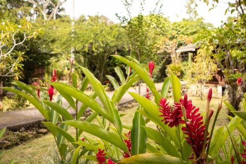 Zahrada ubytování Bungalows Aché Cahuita