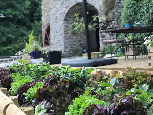 a garden with lots of lettuces and other plants at Old Mill in Pigna