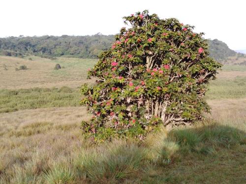 a tree covered in flowers in a field at Forest Cyniciam Homestay in Ohiya