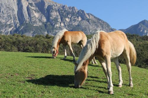 two horses grazing in a field in front of a mountain at Gfliererhof in Fiè